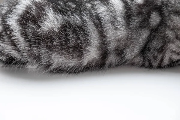 Katze entspannt sich auf der Couch in bunten Unschärfe Hintergrund — Stockfoto