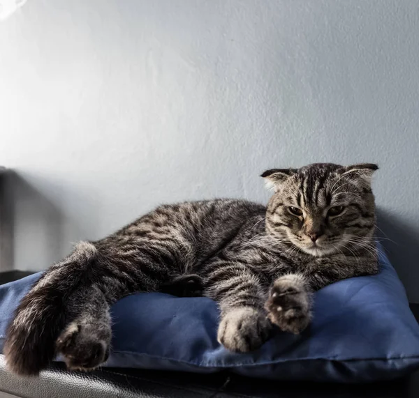 Кіт розслабляється на дивані на барвистому розмитому фоні — стокове фото