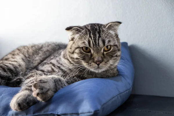 Kedi içinde renkli bulanıklık geçmiş kanepede rahatlatıcı — Stok fotoğraf