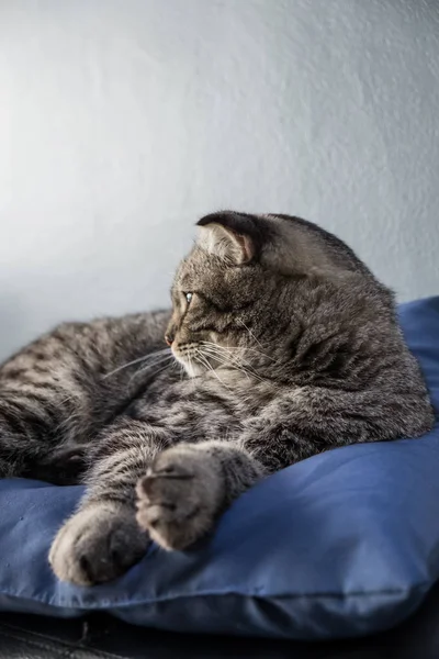 Macska pihentető a kanapén színes életlenítés háttér — Stock Fotó