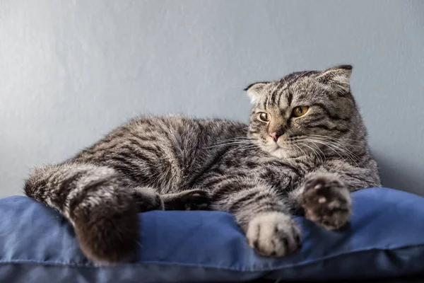 Kočka na dovolené na gauči v barevné rozostření pozadí — Stock fotografie