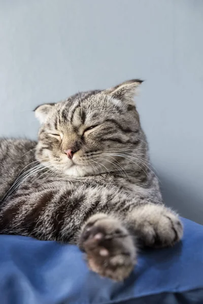 Chat relaxant sur le canapé dans un fond flou coloré — Photo