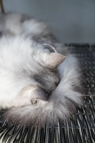 Katze entspannt sich auf der Couch in bunten Unschärfe Hintergrund — Stockfoto