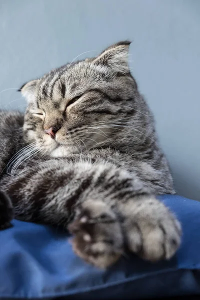 Gato relaxante no sofá em fundo borrão colorido — Fotografia de Stock