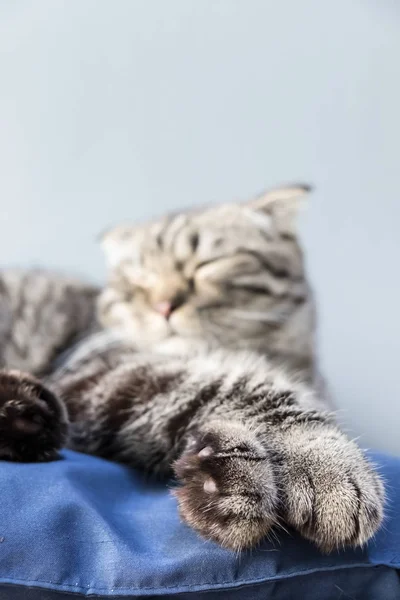 Gato relajante en el sofá en un colorido fondo borroso — Foto de Stock