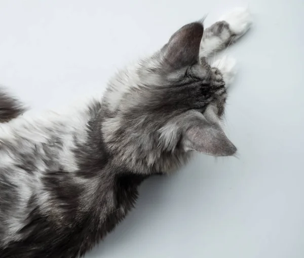 Gato relajante en el sofá en un colorido fondo borroso — Foto de Stock