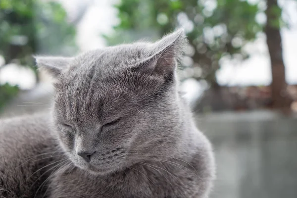 Chat relaxant sur le canapé dans un fond flou coloré — Photo