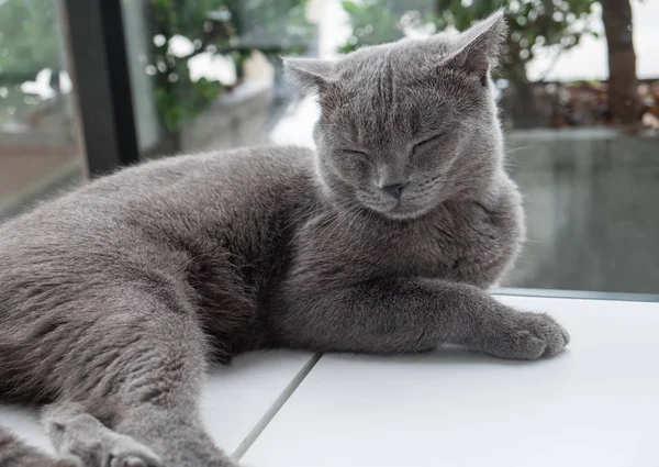 Gato relajante en el sofá en un colorido fondo borroso — Foto de Stock