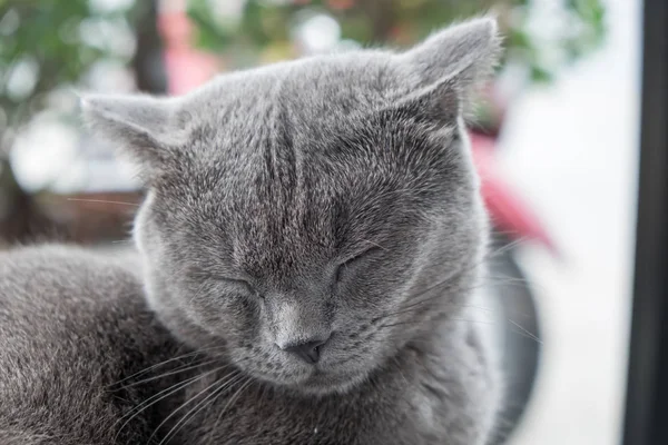 Gato relaxante no sofá em fundo borrão colorido — Fotografia de Stock