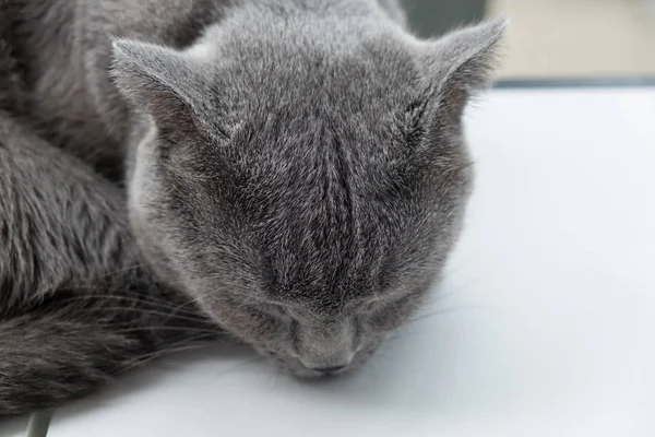 Gato relaxante no sofá em fundo borrão colorido — Fotografia de Stock