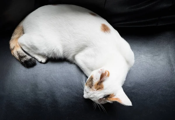 Katze entspannen auf der Couch in bunten Unschärfe Hintergrund, niedliche Funn — Stockfoto