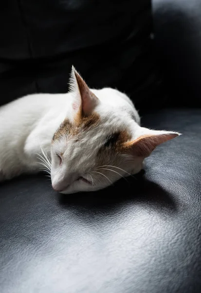 放松在沙发上在多彩的模糊背景，可爱有趣的猫 — 图库照片