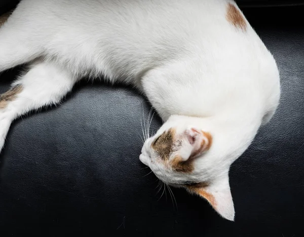 Gato relajante en el sofá en colorido fondo borroso, lindo divertido — Foto de Stock