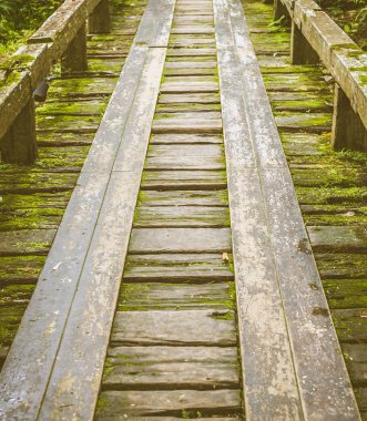 Tropikal yağmur ormanlarında, orman manzara ahşap köprü