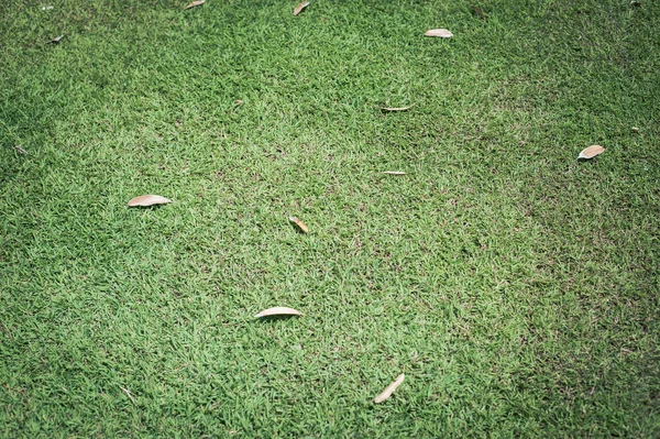 Campo de hierba verde fondo natural — Foto de Stock