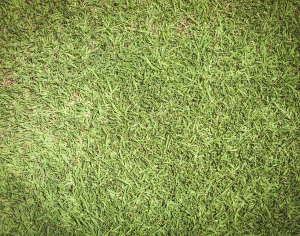 Yeşil çimen alanı arkaplanı — Stok fotoğraf