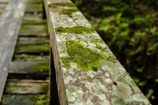 Dřevěný most v tropickém deštném pralese, Jungle krajina — Stock fotografie