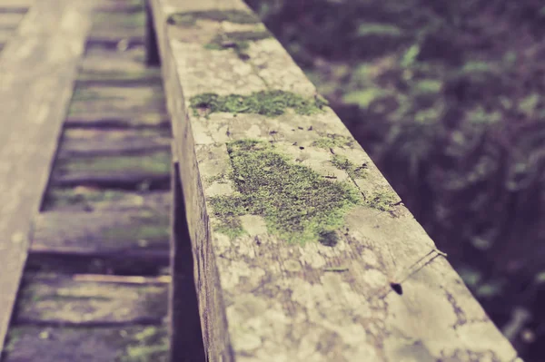 Dřevěný most v tropickém deštném pralese, Jungle krajina — Stock fotografie