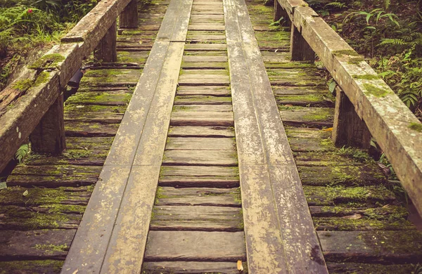 Houten brug in tropisch regenwoud, Jungle landschap — Stockfoto