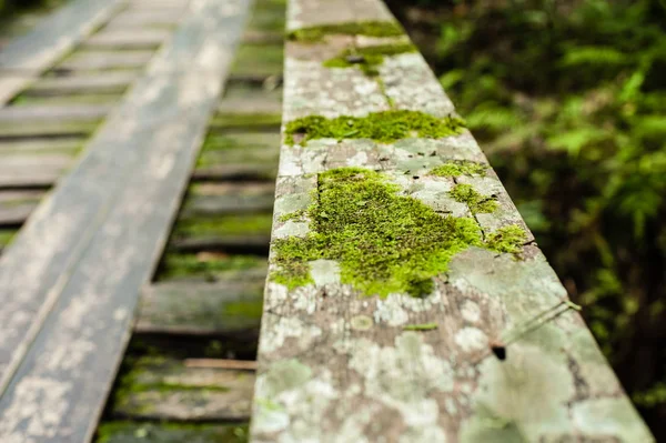 Ponte de madeira na floresta tropical, paisagem da selva — Fotografia de Stock