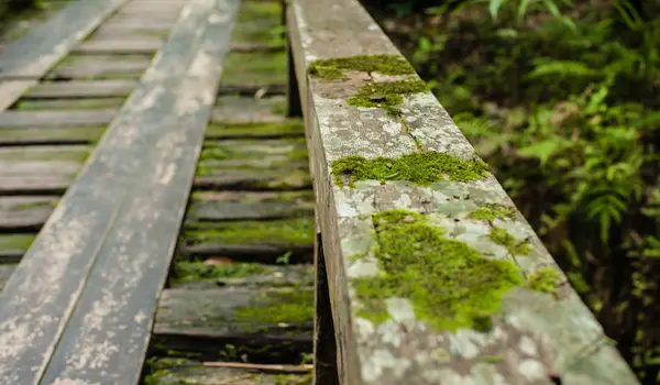 Holzbrücke im tropischen Regenwald, Dschungel-Landschaft — Stockfoto