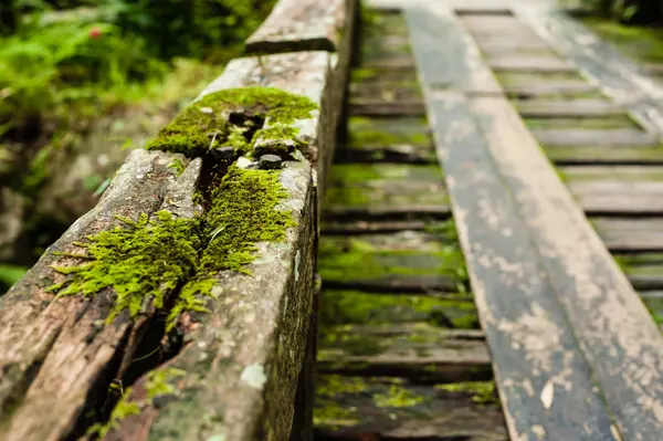 Wooden bridge in tropical rain forest, Jungle landscape — Stock Photo, Image