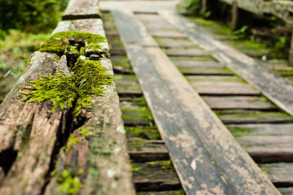 Ξύλινη γέφυρα στον τροπικό τροπικό δάσος, τοπίο ζουγκλών — Φωτογραφία Αρχείου