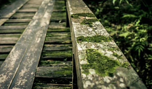 Ξύλινη γέφυρα στον τροπικό τροπικό δάσος, τοπίο ζουγκλών — Φωτογραφία Αρχείου