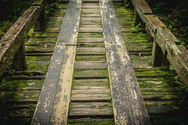 Träbro i tropisk regnskog, djungel landskap — Stockfoto