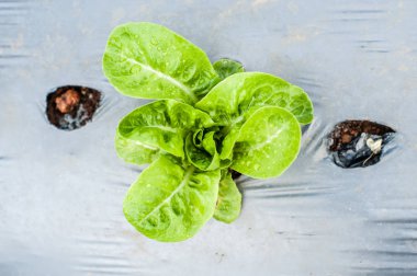 Hydroponic organik sebze yetiştirme çiftliği Arsalar