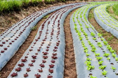 Hydroponic organik sebze yetiştirme çiftliği Arsalar