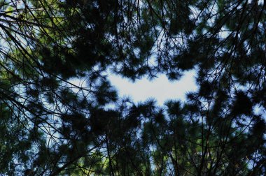 Orman, çam ormanı, güneş ışığı, günbatımı, güneş ışığı içinde ağaçlar