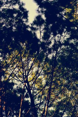 Orman, çam ormanı, güneş ışığı, günbatımı, güneş ışığı içinde ağaçlar