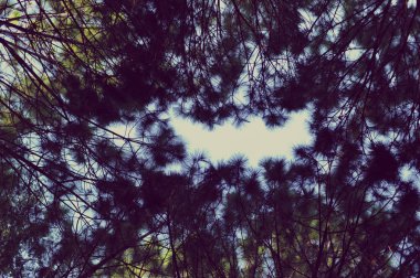 Orman, çam ormanı, güneş ışığı, günbatımı, güneş ışığı içinde ağaçlar