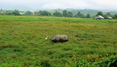 Buffalo sicilini bir alan çimen, pirinç alan arka plan