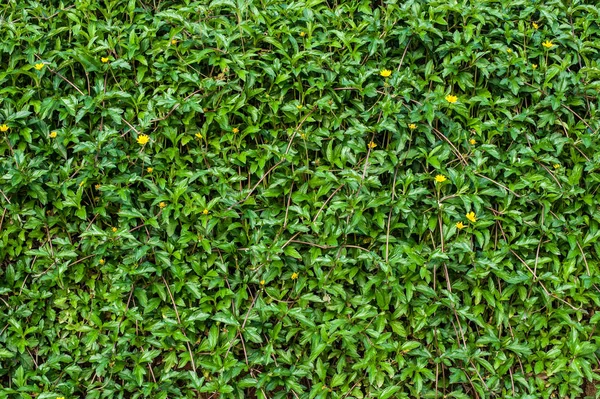 Green grass field natural — Stock Photo, Image