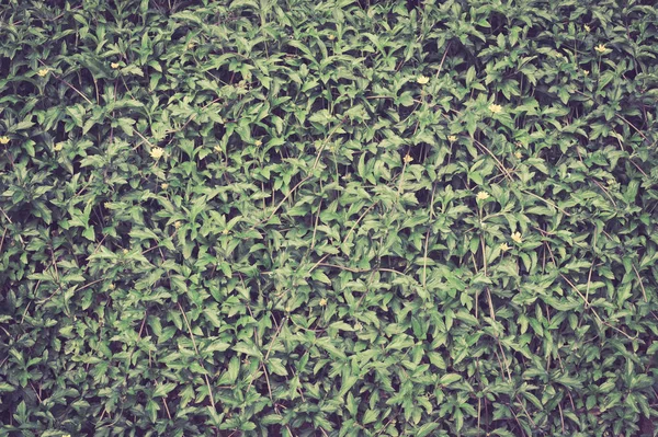 Campo de grama verde natural — Fotografia de Stock