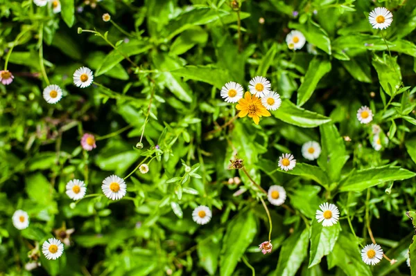 Flores do jardim bonito floral — Fotografia de Stock