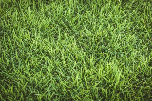 自然の緑の芝生フィールド — ストック写真