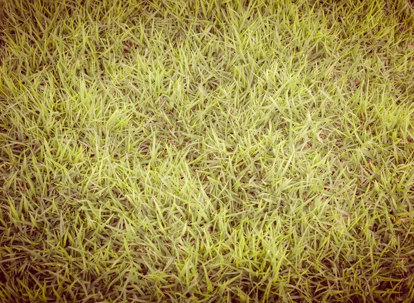 Πράσινο χόρτο πεδίο φόντο παλιομοδιτικο, ρετρο — Φωτογραφία Αρχείου