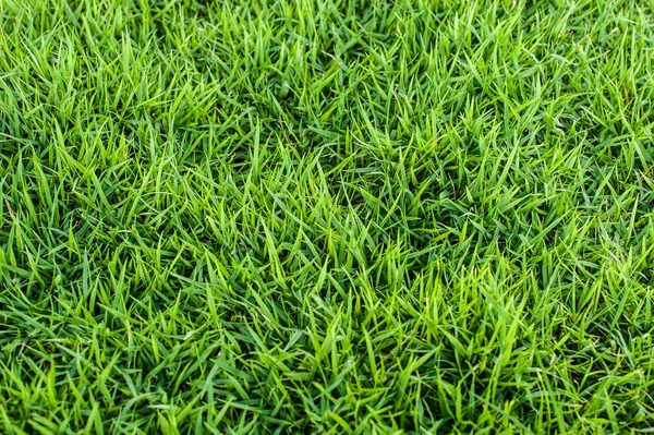 Yeşil çim sahası doğal — Stok fotoğraf