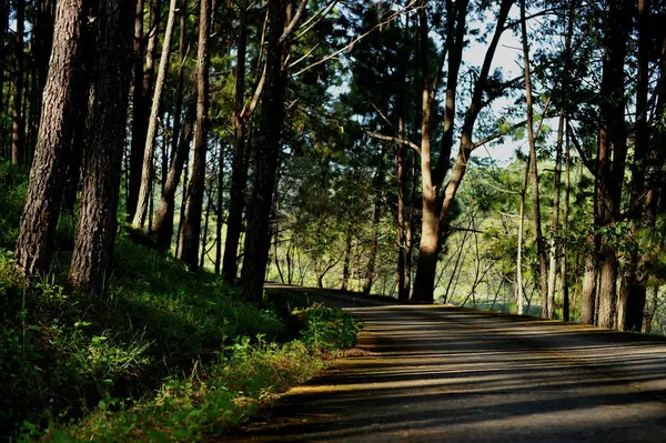 Árboles en el bosque, bosque de pinos, luz solar, puesta de sol, sol —  Fotos de Stock