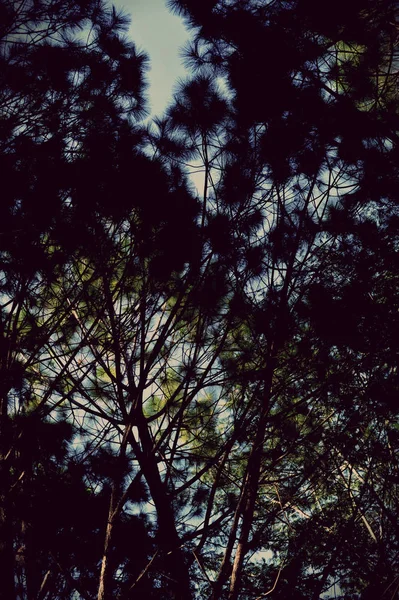 Árvores na floresta, floresta de pinheiro, luz solar, pôr do sol, sol — Fotografia de Stock
