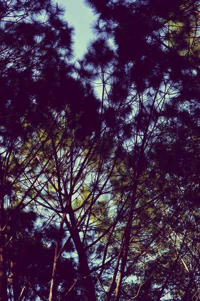 Stromy v lese, borovicový les, sluneční světlo, západ slunce, sunshine — Stock fotografie