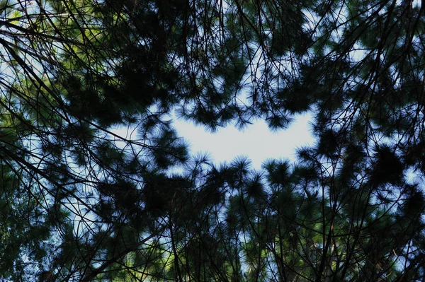 Orman, çam ormanı, güneş ışığı, günbatımı, güneş ışığı içinde ağaçlar