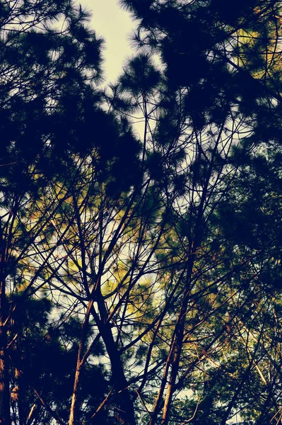 Orman, çam ormanı, güneş ışığı, günbatımı, güneş ışığı içinde ağaçlar