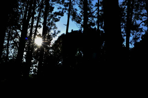 Дерева в лісі, сосновий ліс, сонячне світло, захід сонця, сонце — стокове фото