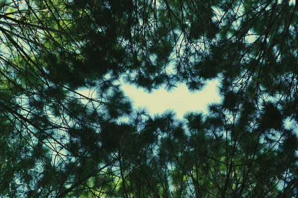 Orman, çam ormanı, güneş ışığı, günbatımı, güneş ışığı içinde ağaçlar