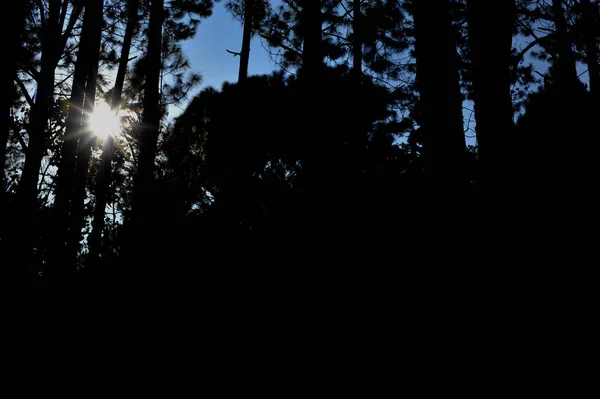 Árboles en el bosque, bosque de pinos, luz solar, puesta de sol, sol —  Fotos de Stock