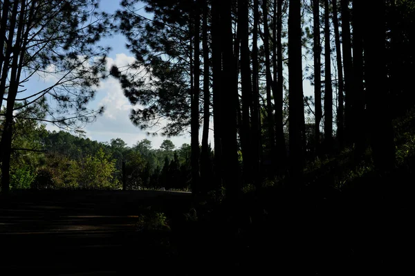 Orman, çam ormanı, güneş ışığı, günbatımı, güneş ışığı içinde ağaçlar